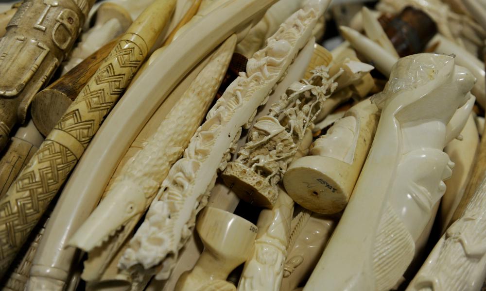 Stopping the Illegal Wildlife Trade WWF